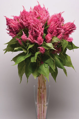 Celosia, Sunday Bright Pink