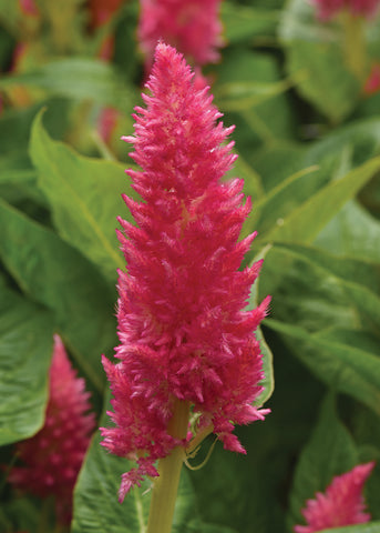 Celosia, Sunday Bright Pink