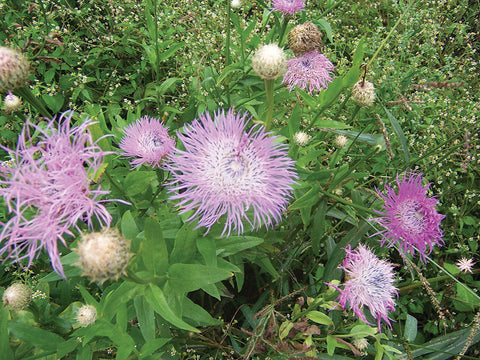 Centaurea, Aloha Rosa