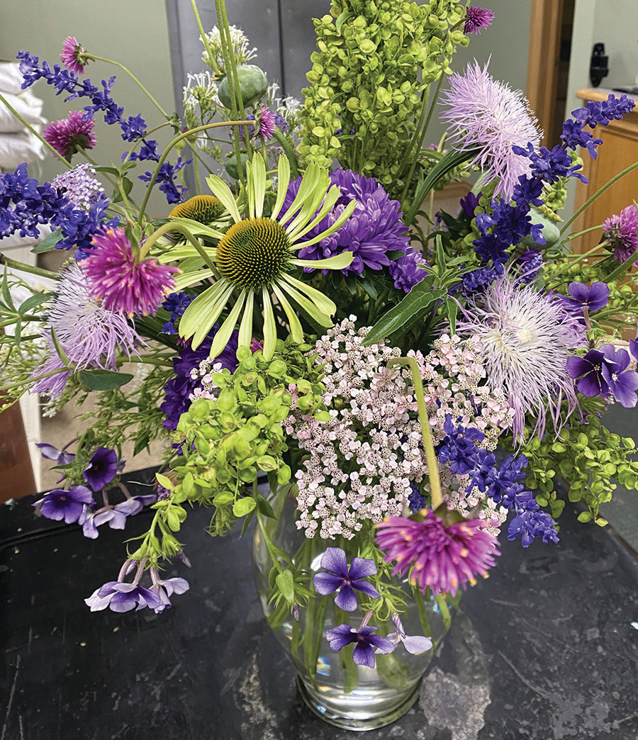 Centaurea, Aloha Rosa