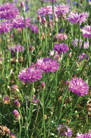 Centaurea, Lady Mauve