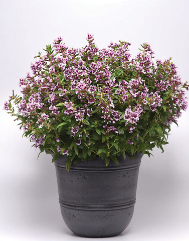 Cuphea, Sweet Talk Lavender Splash
