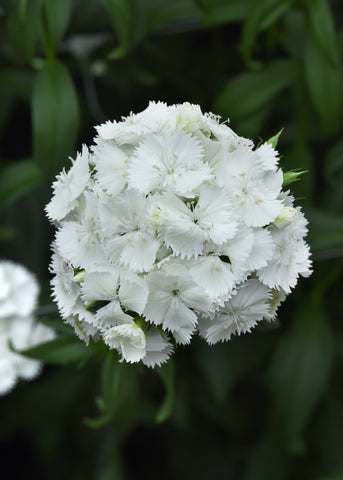 Dianthus, Sweet White