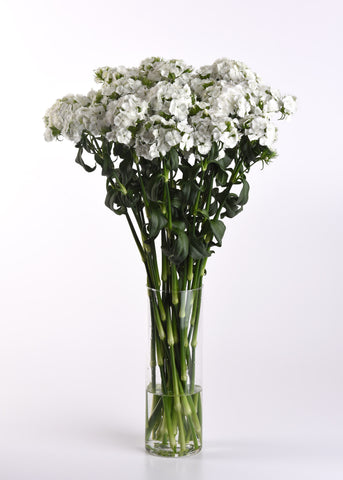 Dianthus, Sweet White