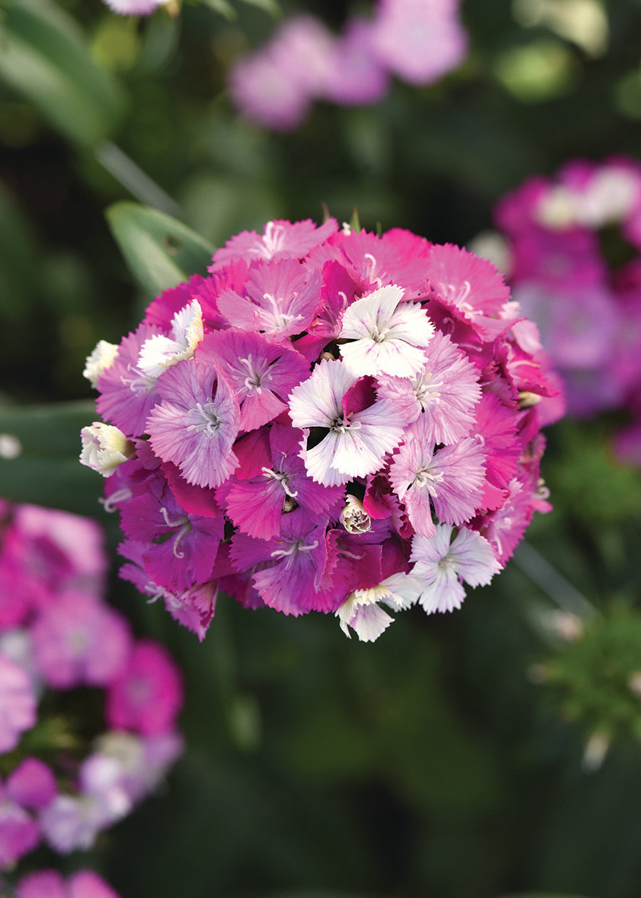 Dianthus, Amazon Lavender Magic