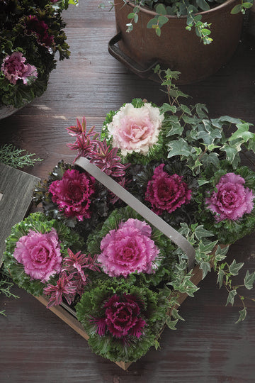Flowering Kale, Crystal Mix