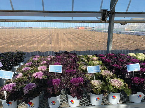 Flowering Kale, Crystal Mix