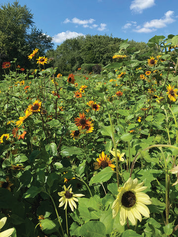 Sunflower, Soluna Mix