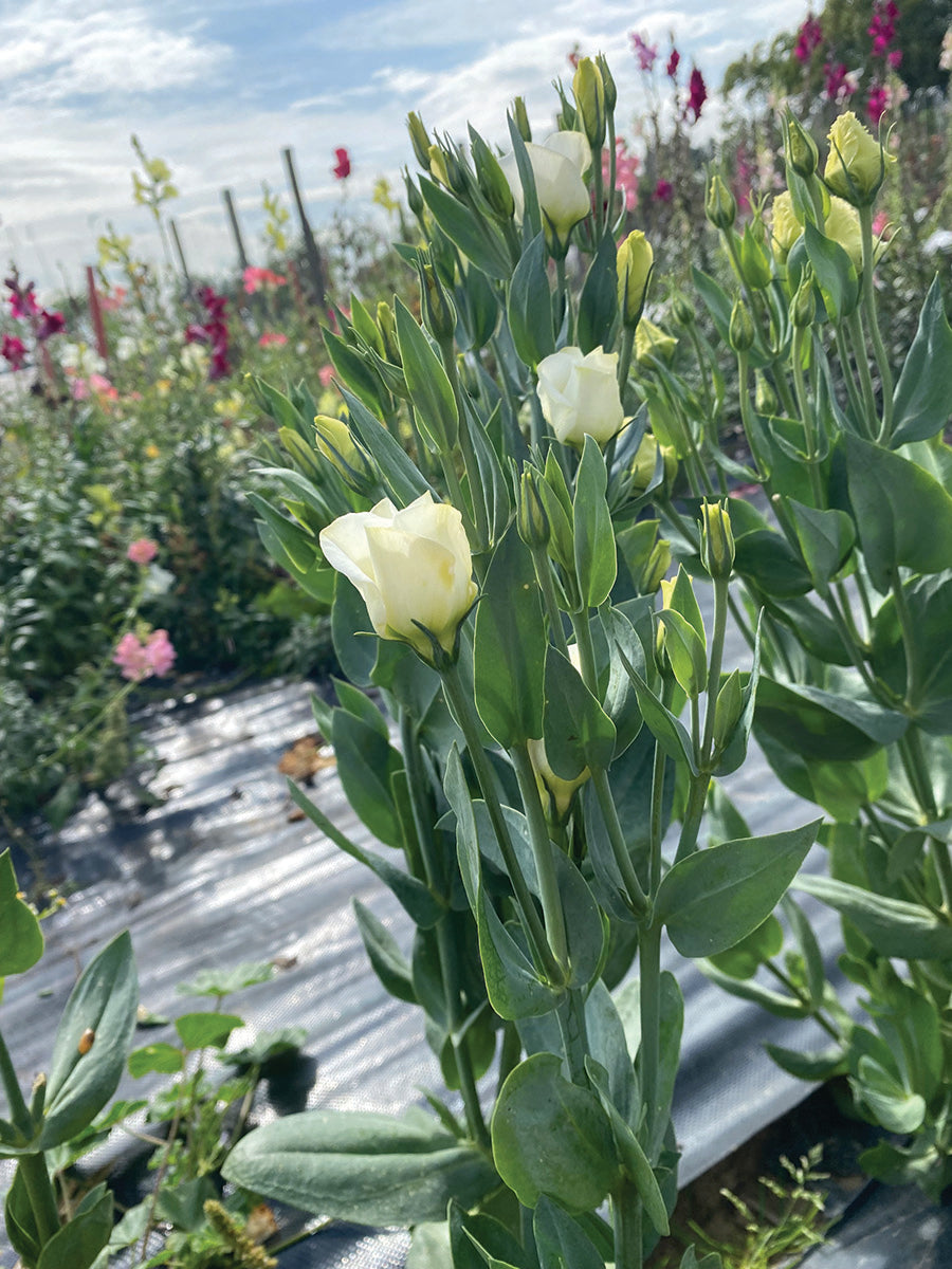 Lisianthus, Solo Pure White