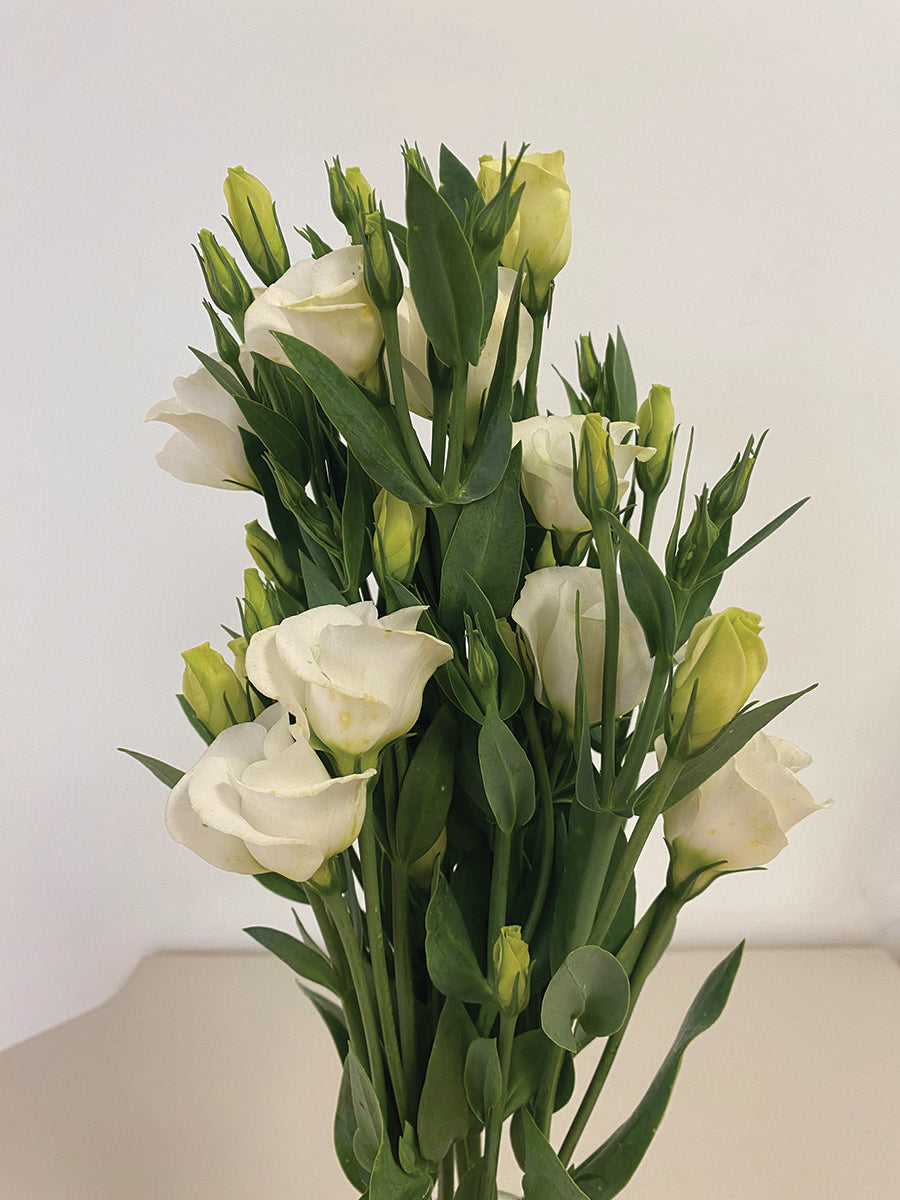 Lisianthus, Solo Pure White