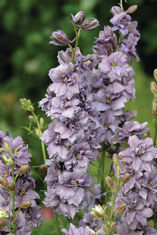 Larkspur, Misty Lavender