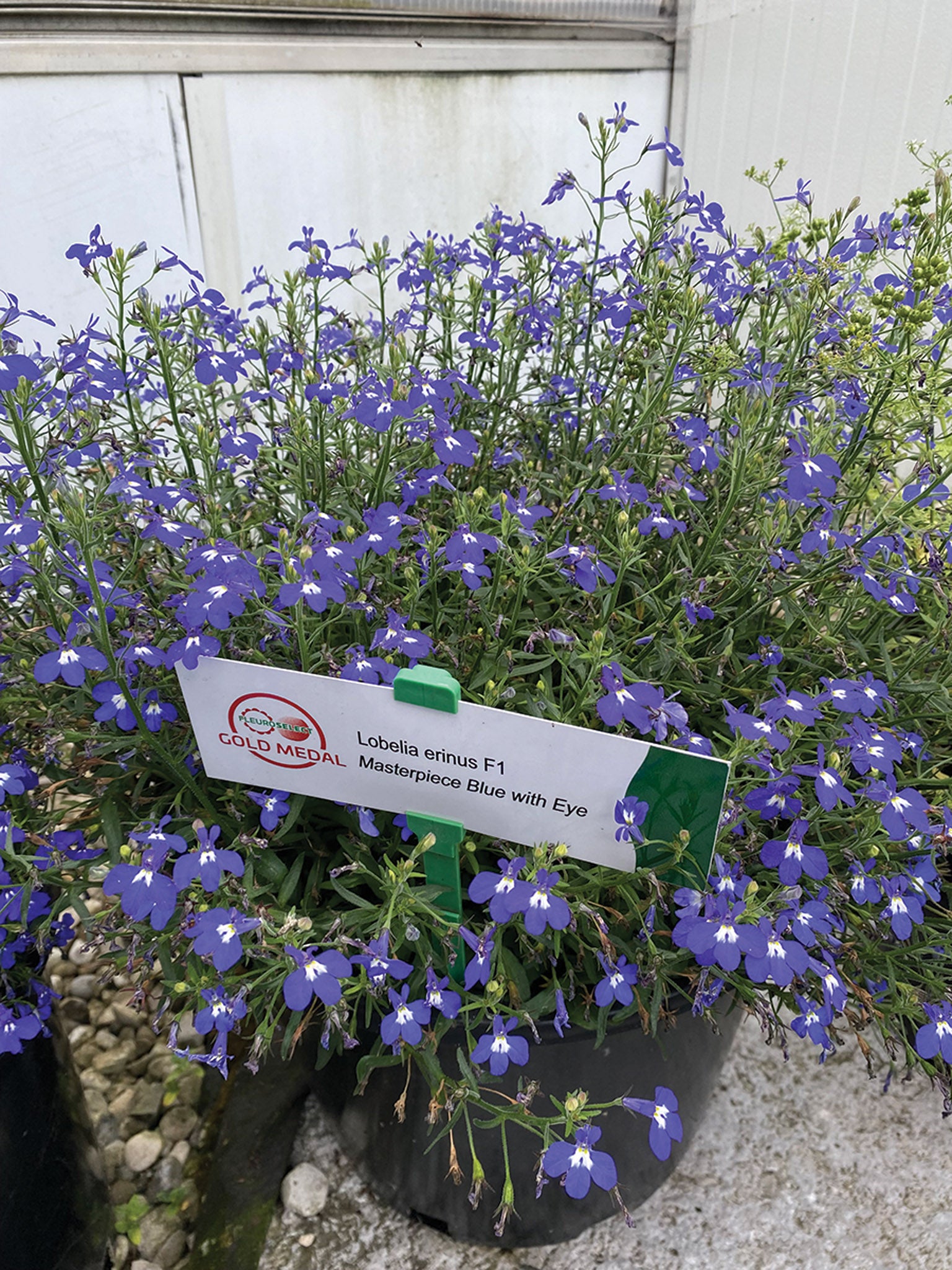 Lobelia, Masterpiece Blue with Eye – William Dam Seeds