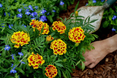 Marigold, Mango Tango