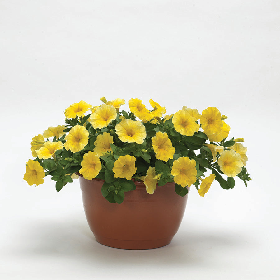 Petchoa, Calliburst Yellow