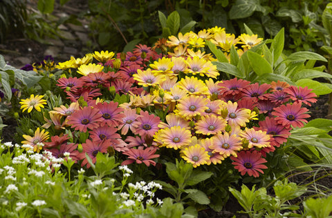 Osteospermum, Hawaii Sunset