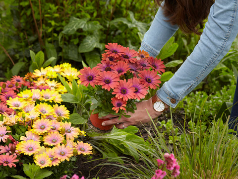 Osteospermum, Hawaii Sunset