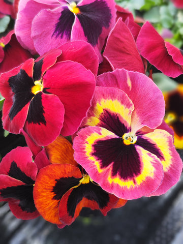 Pansy, Cello Sangria