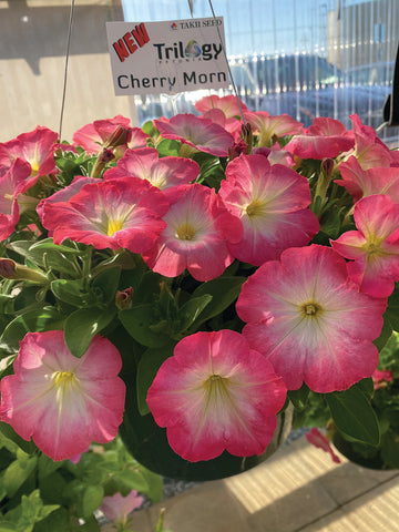 Petunia, Cherry Morn