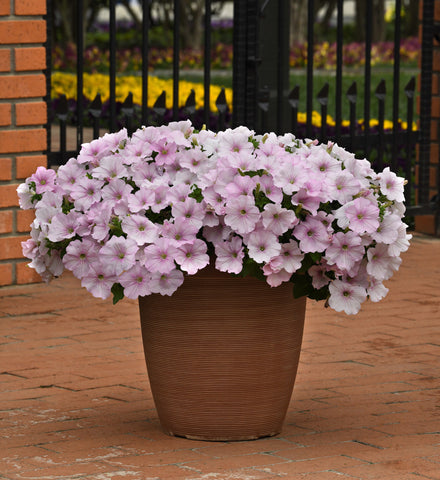 Petunia, Easy Wave Pink Pearl