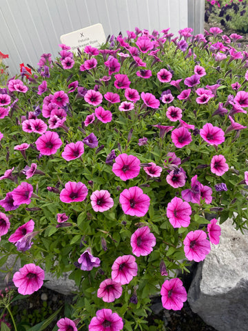 Petunia, Shockwave Rose Vein