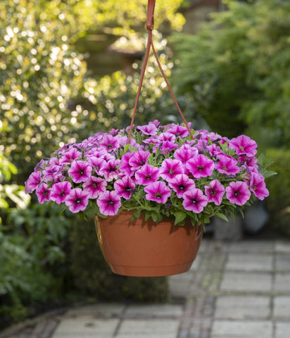 Petunia, Shockwave Rose Vein