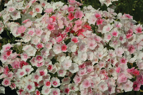 Phlox,  Blushing Bride