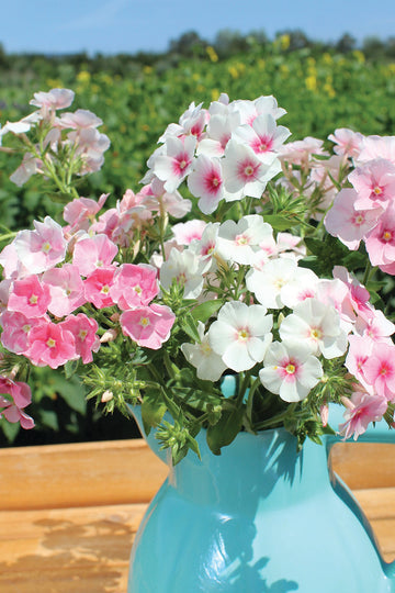 Phlox,  Blushing Bride