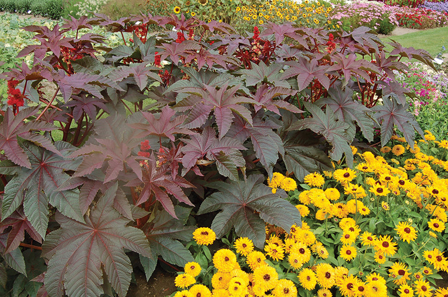 Ricinus, Gibson