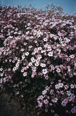 Saponaria, Pink Beauty