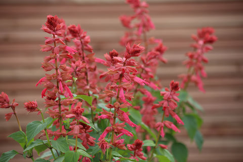 Salvia, Estella Coral