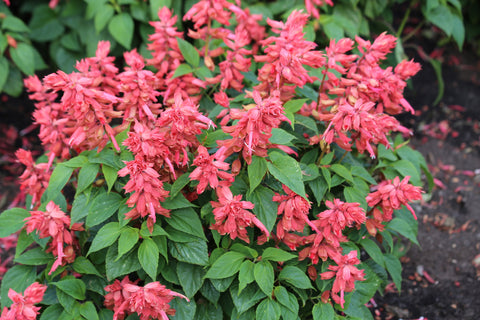 Salvia, Estella Coral