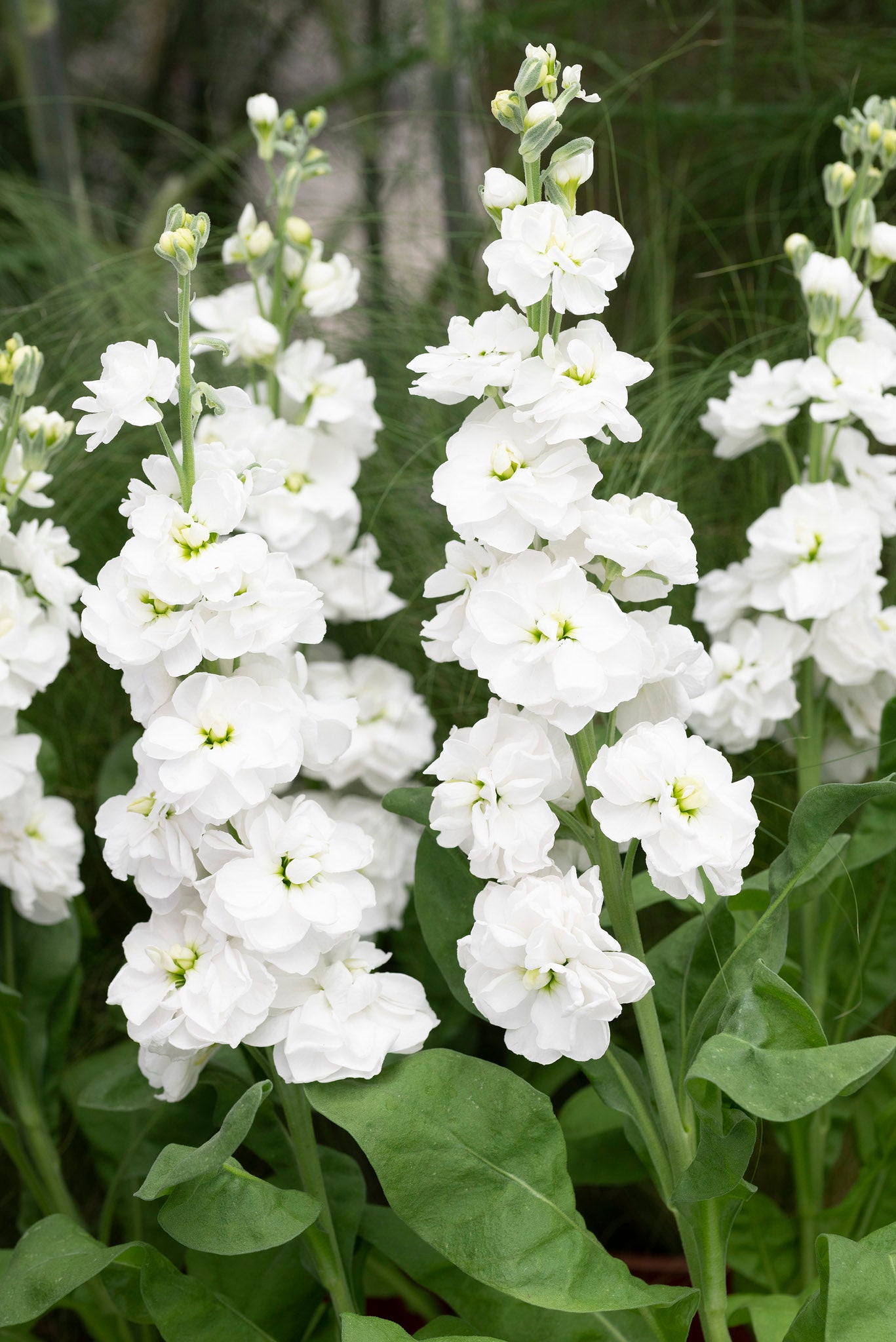 Stocks, Anytime White – William Dam Seeds