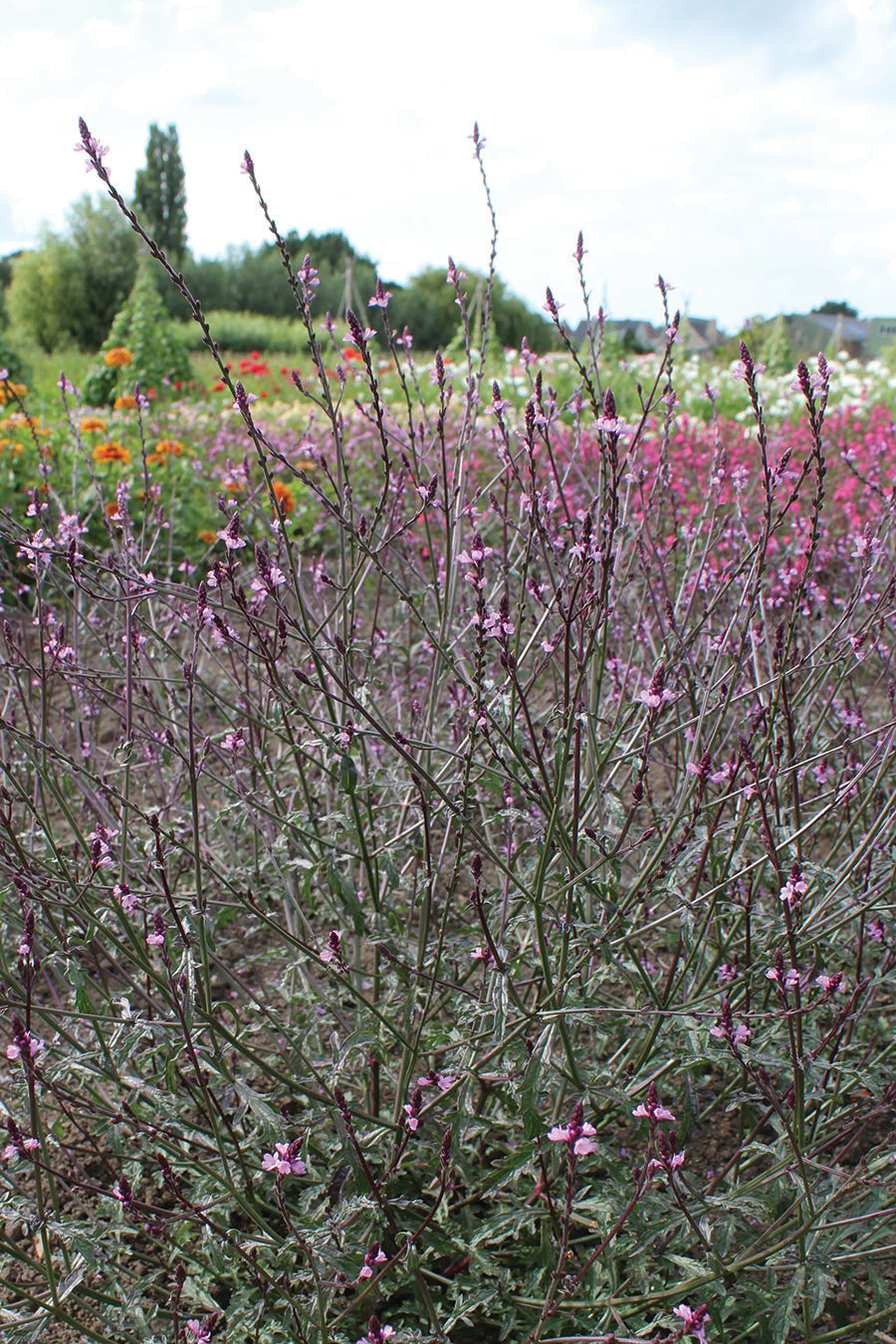 Verbena, Bampton