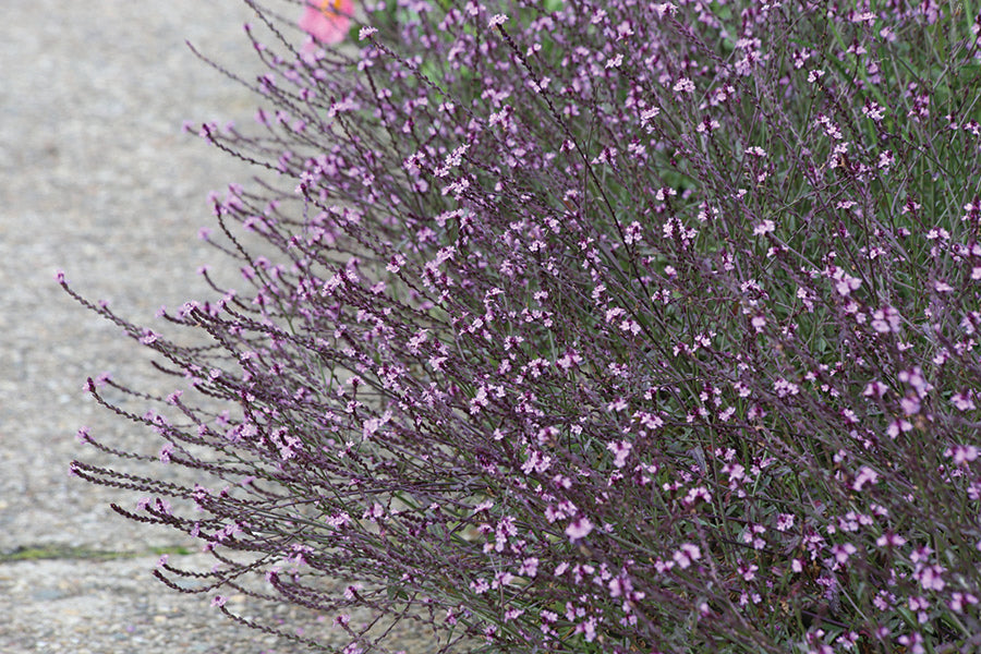 Verbena, Bampton