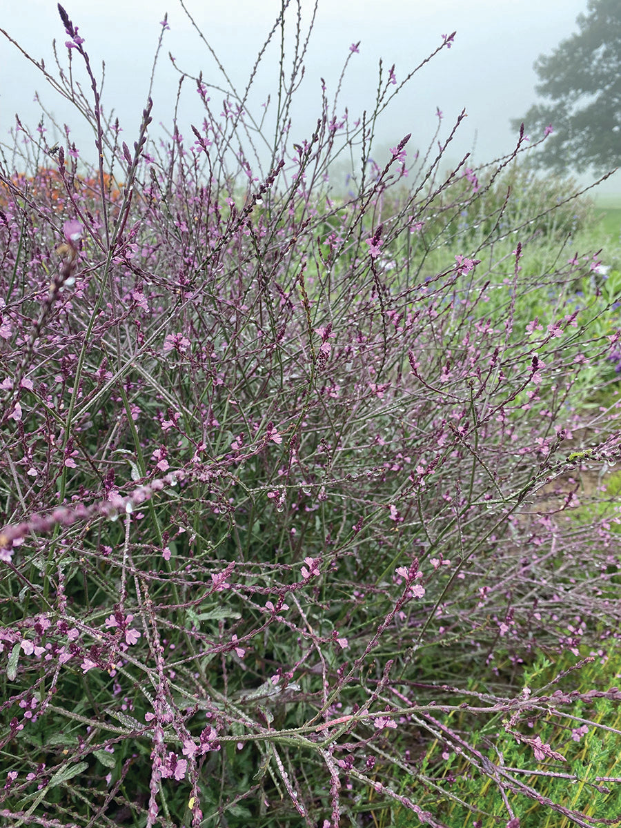 Verbena, Bampton