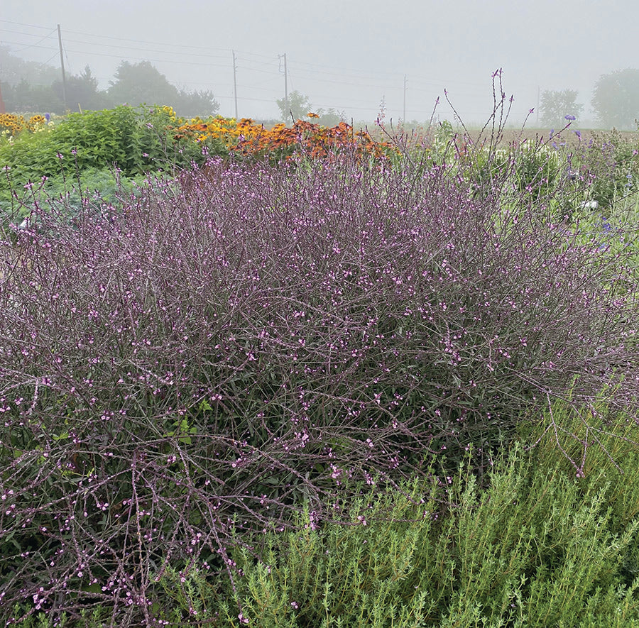 Verbena, Bampton