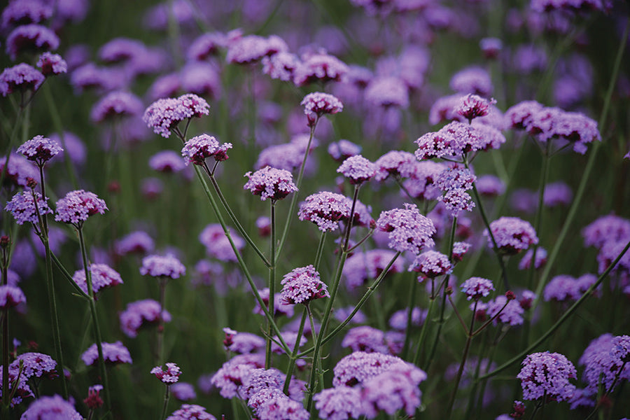 Verbena, Vanity