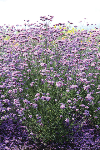 Verbena, Vanity