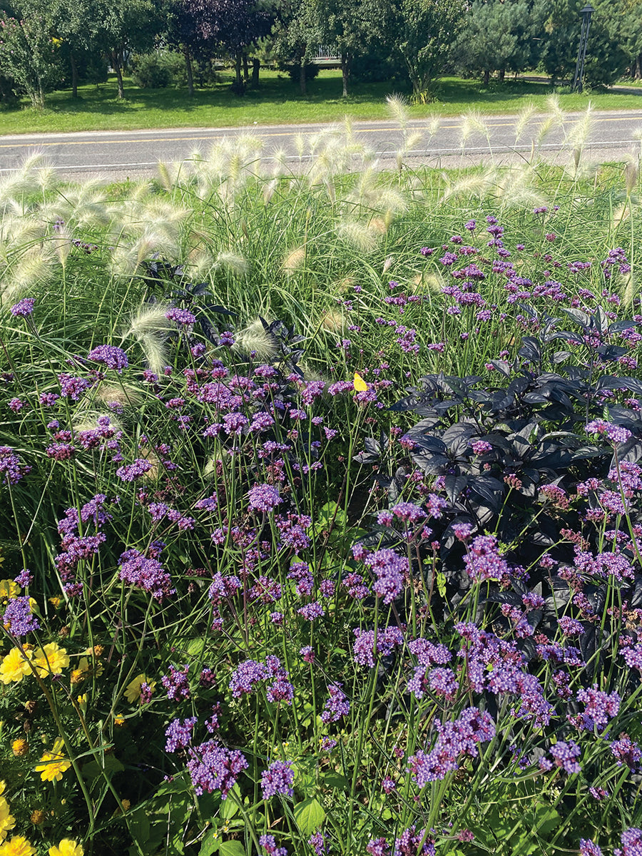 Verbena, Vanity