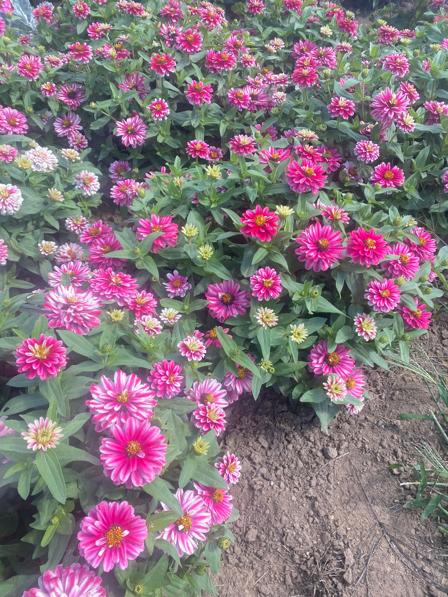 Zinnia, Zahara Double Raspberry Ripple – William Dam Seeds