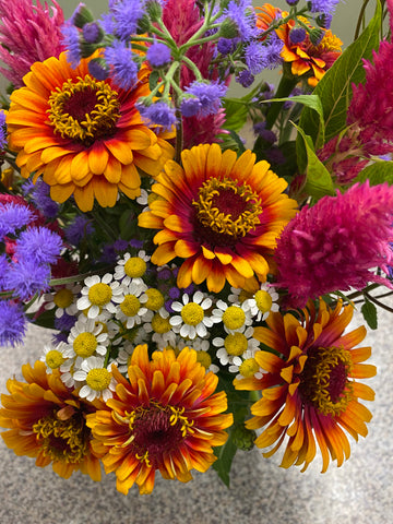 Zinnia, Zowie! Yellow Flame