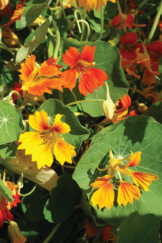 Nasturtium, Honolulu Mix