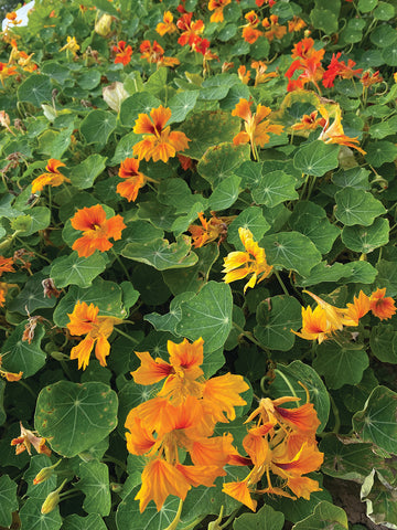 Nasturtium, Honolulu Mix