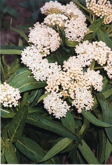 Asclepias, Ice Ballet