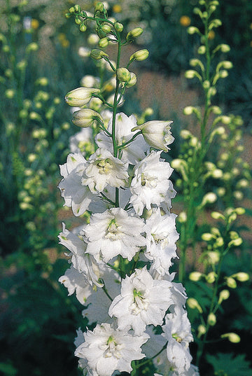 Delphinium, White Galahad