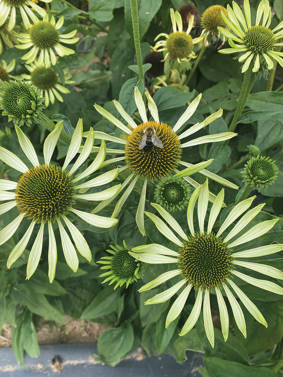 green echinacea seeds Echinacea, Alans Pride – William Dam Seeds