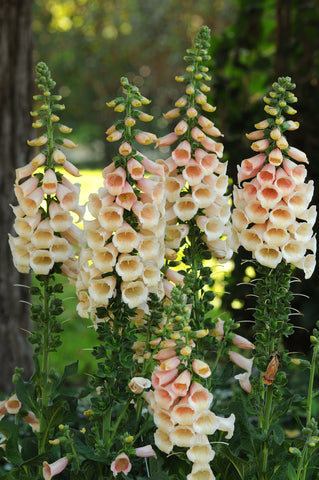 Foxglove, Dalmatian Peach