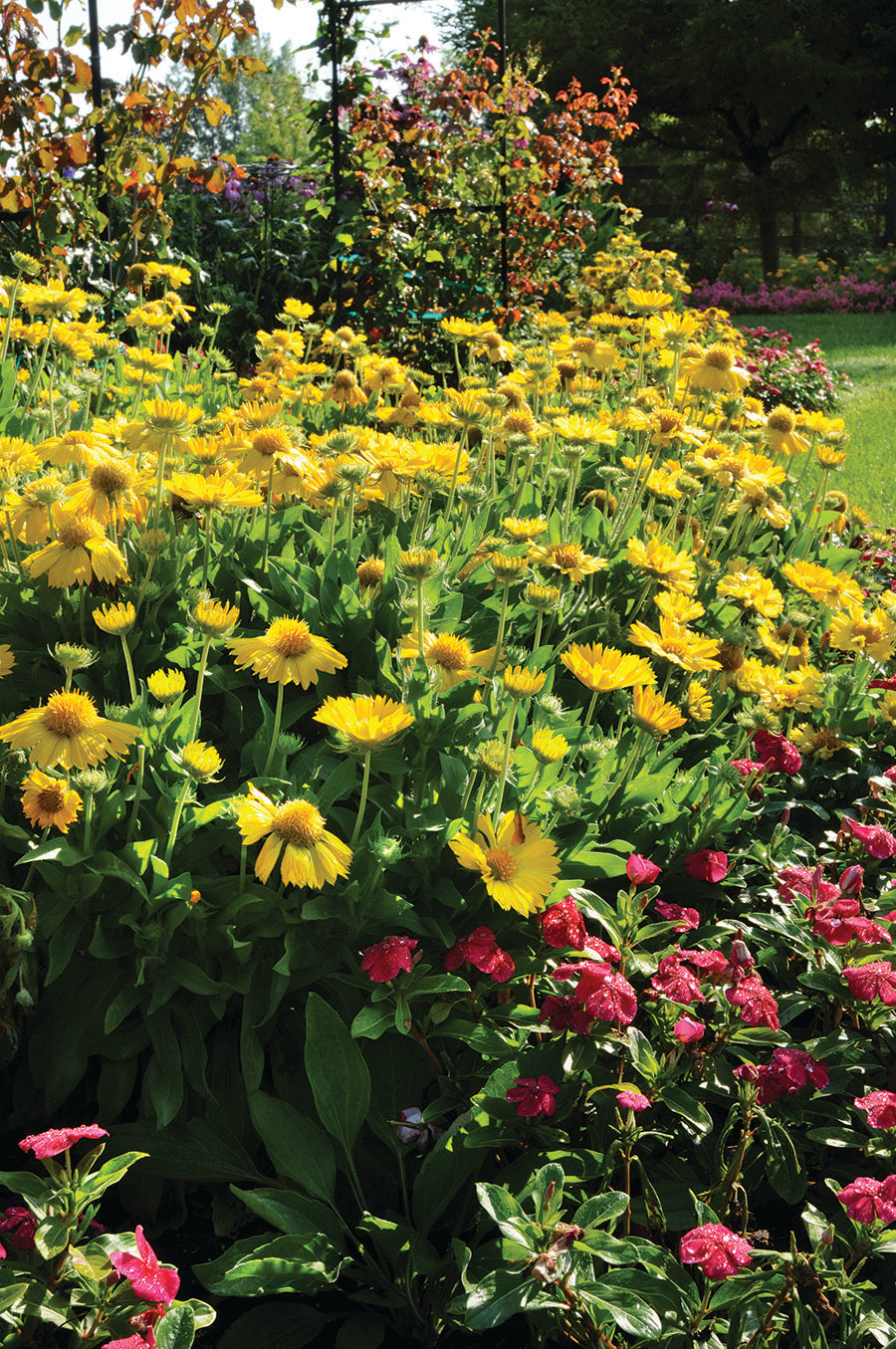 Gaillardia, Mesa Yellow