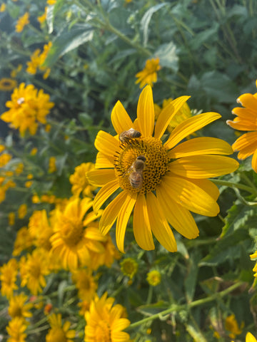 Heliopsis, Ox Eye Sunflower