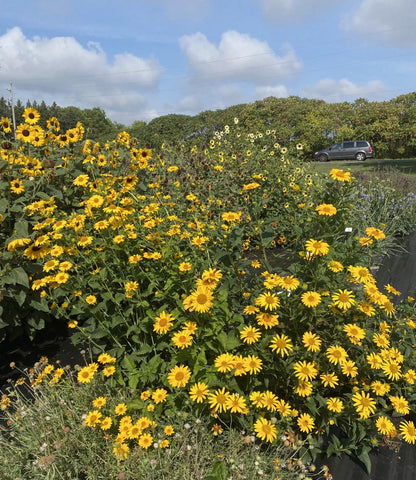 Heliopsis, Ox Eye Sunflower